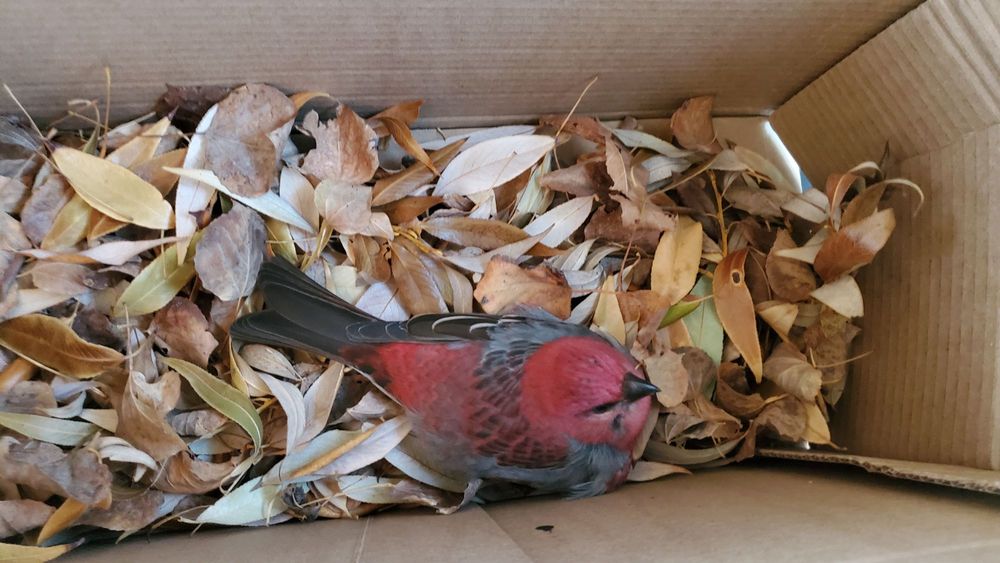 WILD BIRDS UNLIMITED Updated September 2024 12204 107th Ave. N.W