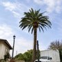 Ismael Gonzalez Tree service