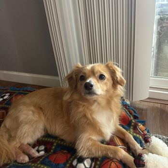 Wow My Dog - Ear trimming - Pet Groomers Near Me