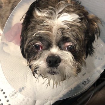 Groomingdales - Pet Groomers Near Me - Visalia, California