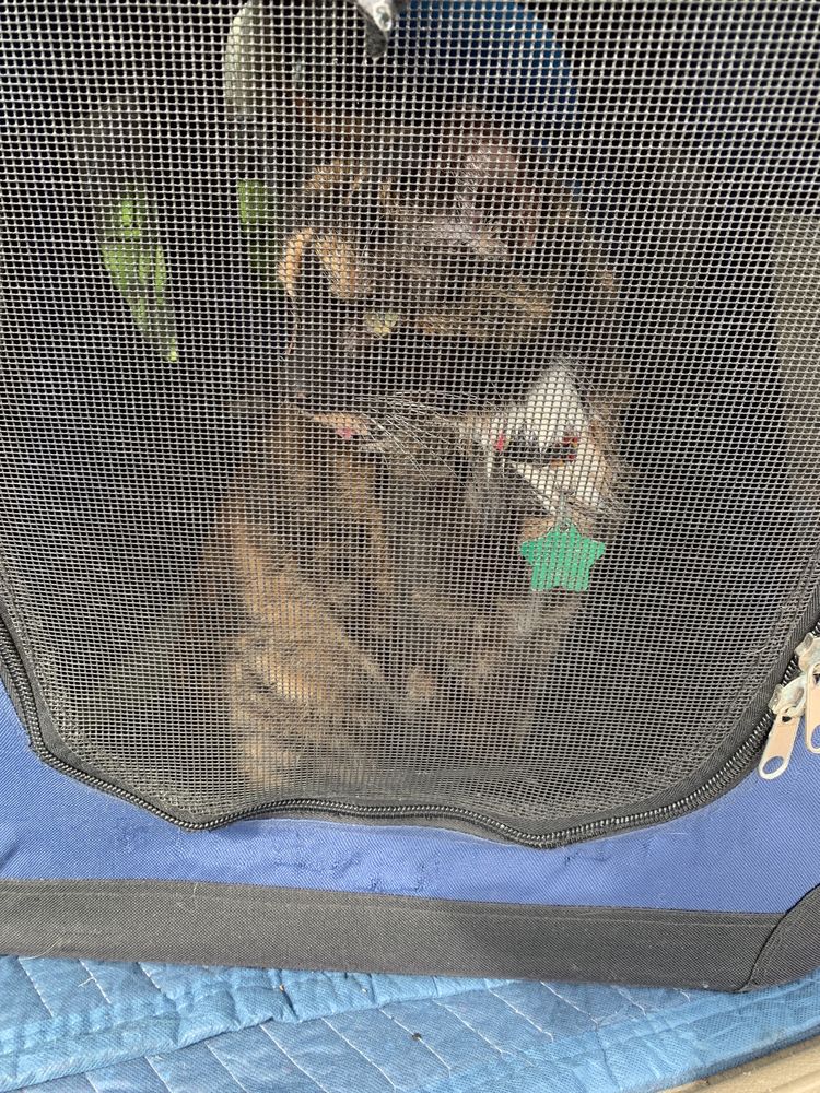 FLORIDA AID TO ANIMALS Updated September 2024 19 Photos & 34