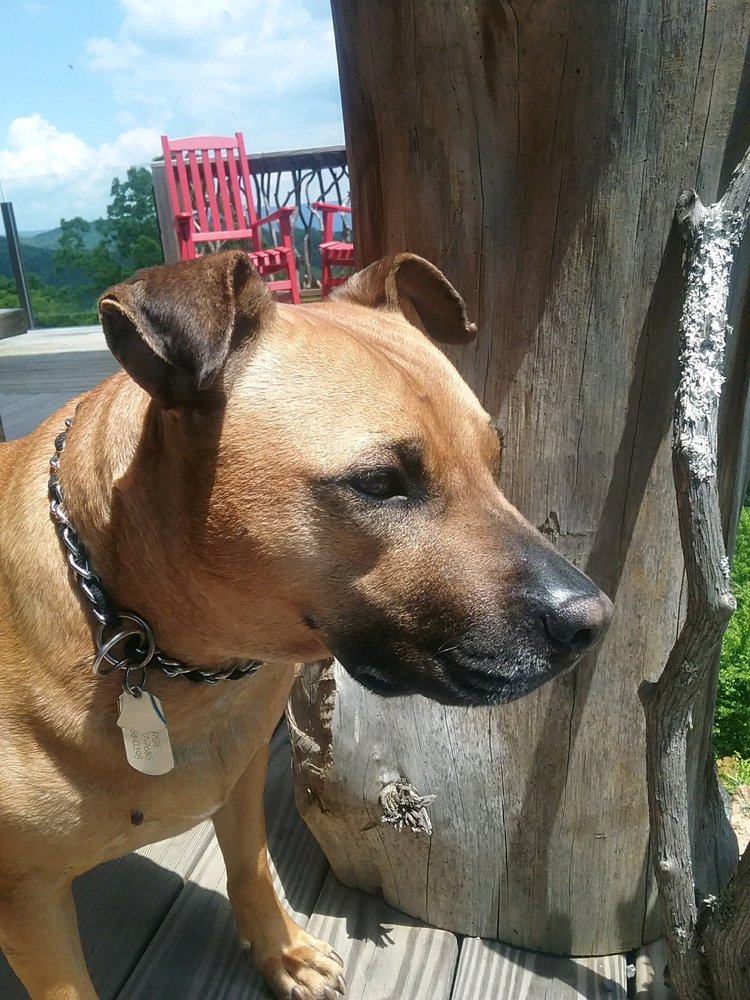 FETCHING RIDGE PET HOTEL & SPA Updated September 2024 17 Photos