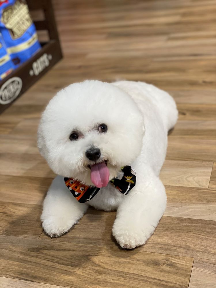 Max's Pet Market & Salon Image