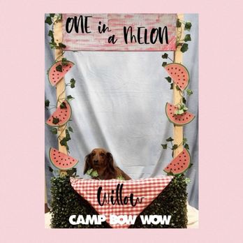 Camp Bow Wow - Pet Groomers Near Me - Bentonville, Arkansas Camp Bow Wow - Pet Groomers Near Me - Bentonville, Arkansas