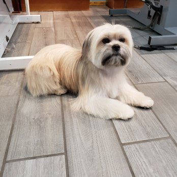 Bark in Style - Gypsy looking fantastic! - Pet Groomers Near Me - Seattle, Washington