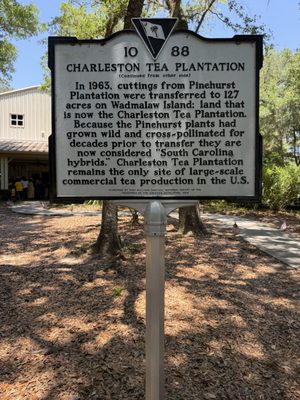 Charleston Tea Garden by null