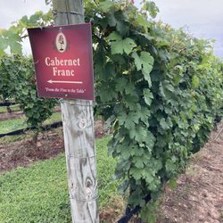 Terra Nonno Vineyard & Winery - Cabernet vines growing
