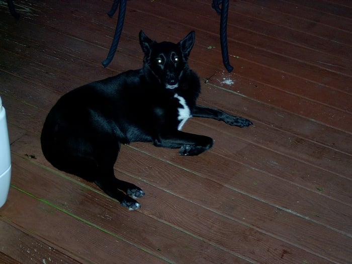 KAUFMAN CHARLES, VETERINARIAN Updated September 2024 11 Reviews