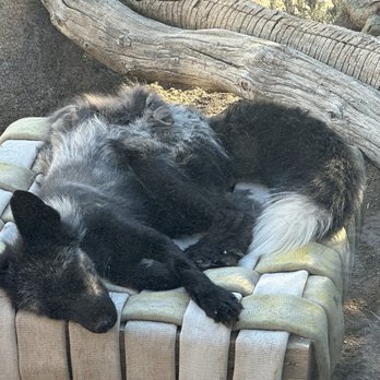 Animal Ark - Fox - Zoos Near Me - Reno, Nevada