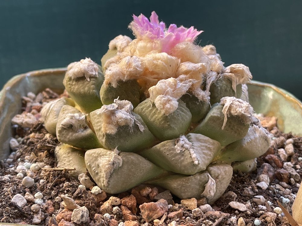 DESERT CREATIONS NURSERY Updated September 2024 143 Photos & 39