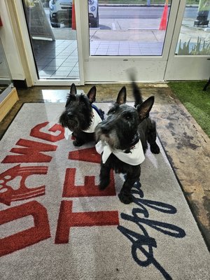 Dawg Grooming!! - Dawg Team Apparel, USA is your leader for licensed NFL, NBA, NCAA, & NHL pet apparel. We offer an array of one of a kind custom pet dress, shirts, bandanas, harnesses, natural treats & chew toys. We also carry premium specialty dog food. Fromm, Diamond Pro, Eukanuba, Diamond, Victor, Maximum bully. Just to name a few. We offer professional grooming services and a self-serve dawg wash!