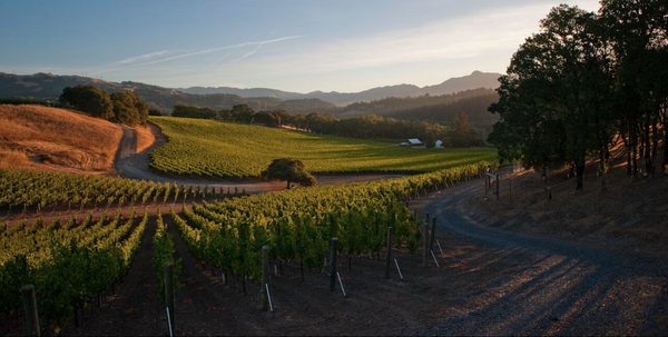 Merus Wines by null
