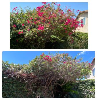Yellow Tree Services - Out of control bougainvillea - Tree Services Near Me