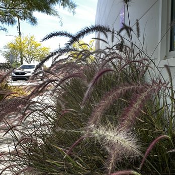 Welcome Diner - Outdoor plants new - Diners Near Me - Phoenix, Arizona