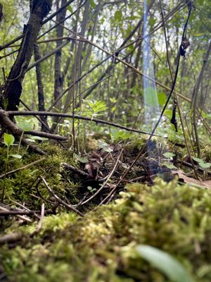 Bird Hills Nature Area by null