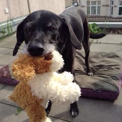 Hundewiese Alsterwiesen - Miss You. R. I. P
