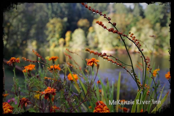 McKenzie River Inn by null