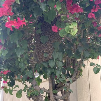 Webster's Bees - First hive in our tree - Pest Control Near Me - Downey, California Webster's Bees - First hive in our tree - Pest Control Near Me - Downey, California