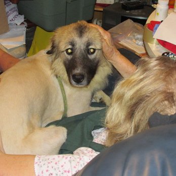 Value Vet - Anatolian Shepherd mix. - Veterinarians Near Me - McLean, Virginia