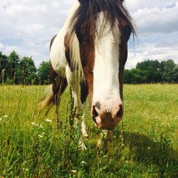 Equestrian Arts