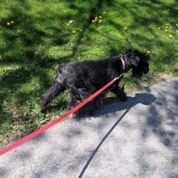 Barkers - Lovely day for a stroll. - Dog Walkers Near Me Barkers - Lovely day for a stroll. - Dog Walkers Near Me