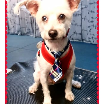 Follow Your Nose - Sparky - Pet Stores Near Me - Evanston, Illinois