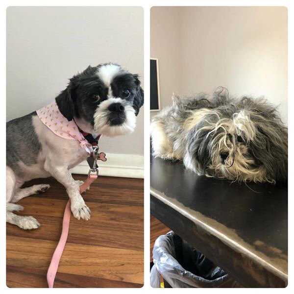 COMB & COLLAR Updated August 2024 30 Photos 6802 Ringgold Rd, Chattanooga, Tennessee Pet