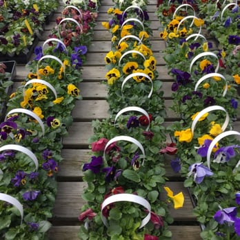 The Garden - Pretty pansies - Nurseries & Gardening Near Me - Woodbury, Connecticut