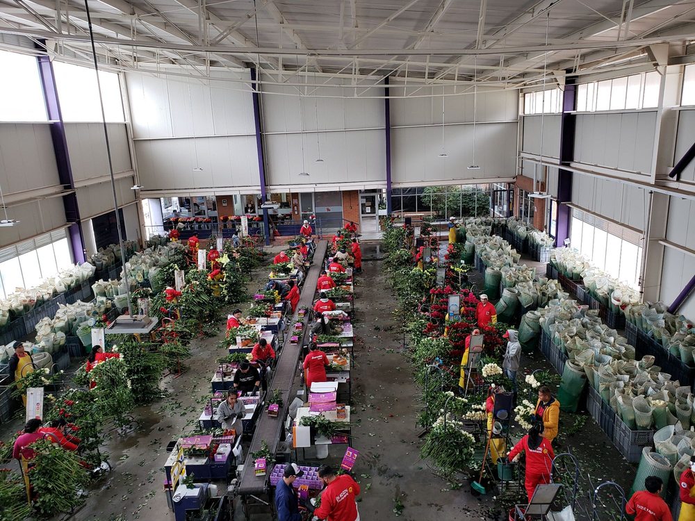 FLOWER OF THE WORLD IMPORT Updated September 2024 10 Photos 2728