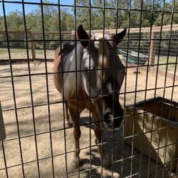 Avila Beach Farmers Market - Ponies!