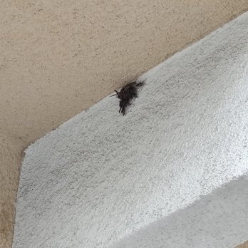 Conquistador Pest Management - Pest Control Near Me