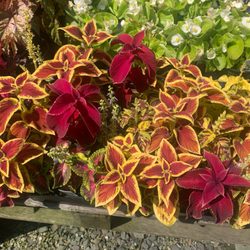 LTD Nursery & Landscape Contractors