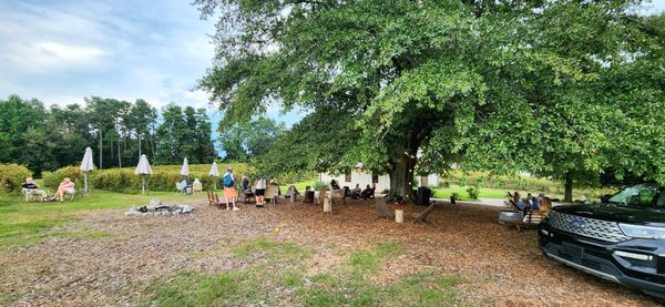 Cloudland Vineyards and Winery by null