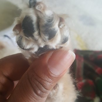 PetSmart - Feet not shaved correctly - Pet Stores Near Me - Stafford, Virginia