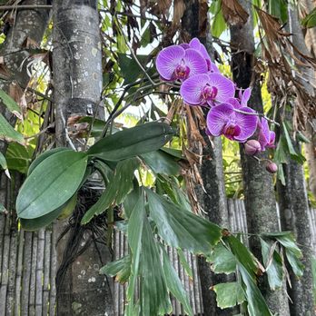 Westwinds Inn - Orchids in the palms by the pool - Hotels Near Me - Key West, Florida Westwinds Inn - Orchids in the palms by the pool - Hotels Near Me - Key West, Florida