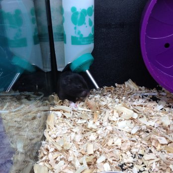 PetSmart - hamster - Pet Stores Near Me - Thousand Oaks, California PetSmart - hamster - Pet Stores Near Me - Thousand Oaks, California