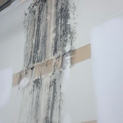 Savage X Fenty - Toxic black mold in BOH