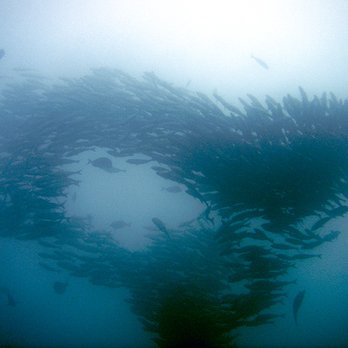 Cabo Adventures - Boat Tours Near Me - Cabo San Lucas, BCS Cabo Adventures - Boat Tours Near Me - Cabo San Lucas, BCS