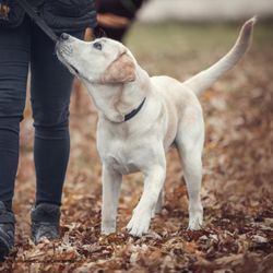 Channeled Canine Coaching