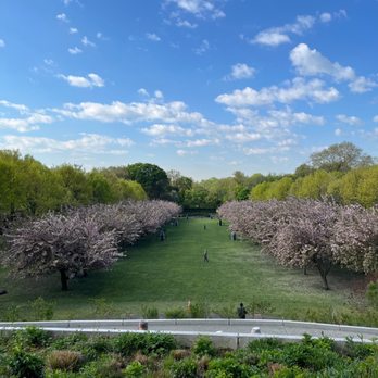 Brooklyn Botanic Garden - Cherry Esplanade - Botanical Gardens Near Me - Brooklyn, New York