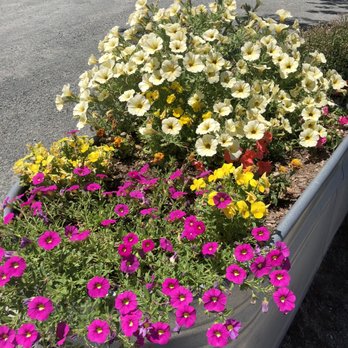 Wellington Cellars - Beautiful flowers in parking lot. - Wineries Near Me - Glen Ellen, California