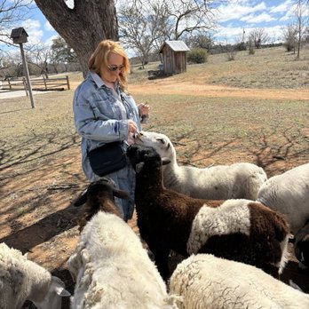 Settlers Crossing - Feeding goats - Hotels Near Me - Fredericksburg, Texas