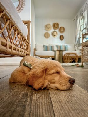 Dive Palm Springs by null