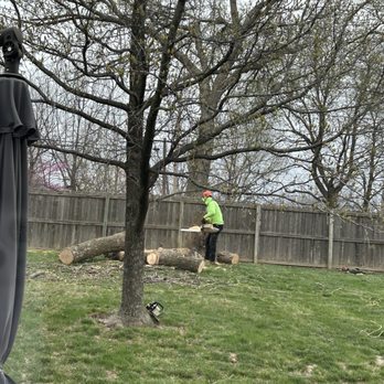 KC Tree Services - Tree Services Near Me