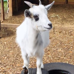 Odessa Wildlife Rescue and Sanctuary