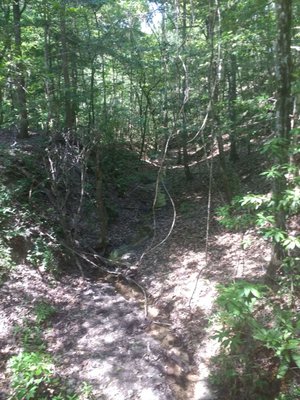 The Nature Conservancy Apalachicola Bluffs and Ravines Preserve (Garden of Eden trail) by null