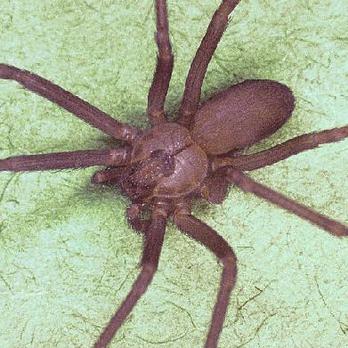 Premier Pest Management - Pest Control Near Me - Naples, Florida