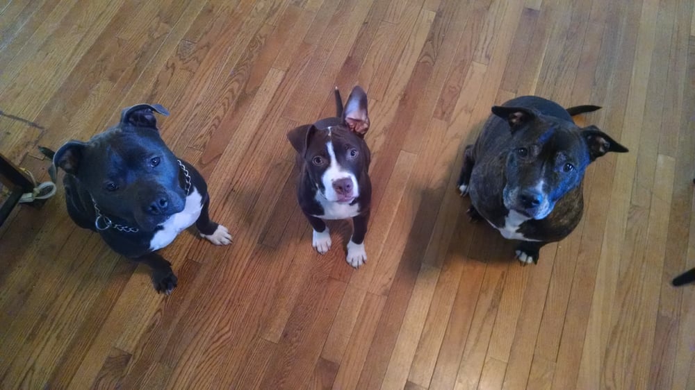 CAMP SEAWATCH KENNELS Updated September 2024 227 Hattertown Rd