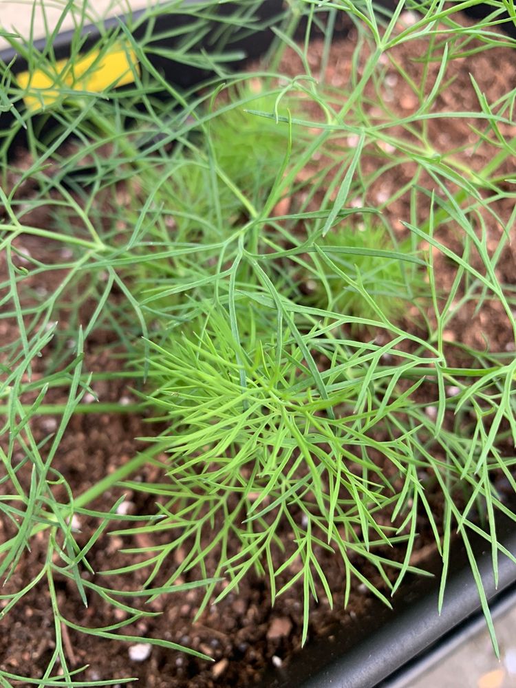 KAWAHARA NURSERIES Updated August 2024 698 Ave, Hill