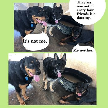 Spa For Paws - Pet Groomers Near Me - El Paso, Texas Spa For Paws - Pet Groomers Near Me - El Paso, Texas